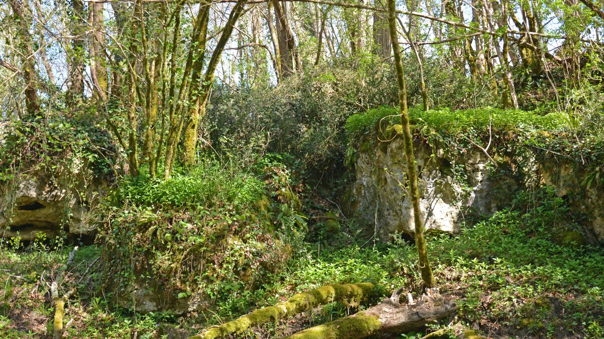 Canoë sur la Leyre sous la forêt galerie près du bassin d Arcachon